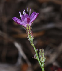 Stephanomeria elata
