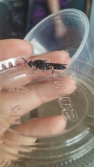 Diptera