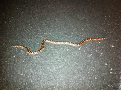 Lampropeltis gentilis