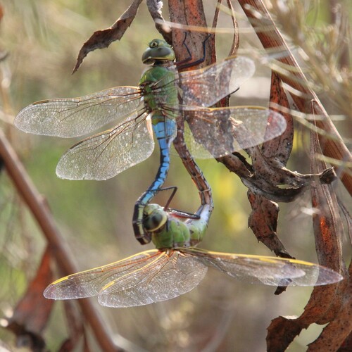 iNaturalist observation photo of Common Green Darner