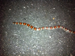 Lampropeltis gentilis