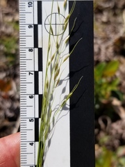 Piptatheropsis canadensis