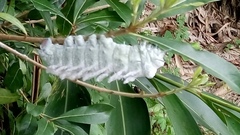 Attacus atlas formosanus