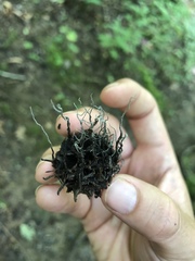 Xylaria liquidambar