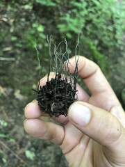 Xylaria liquidambar