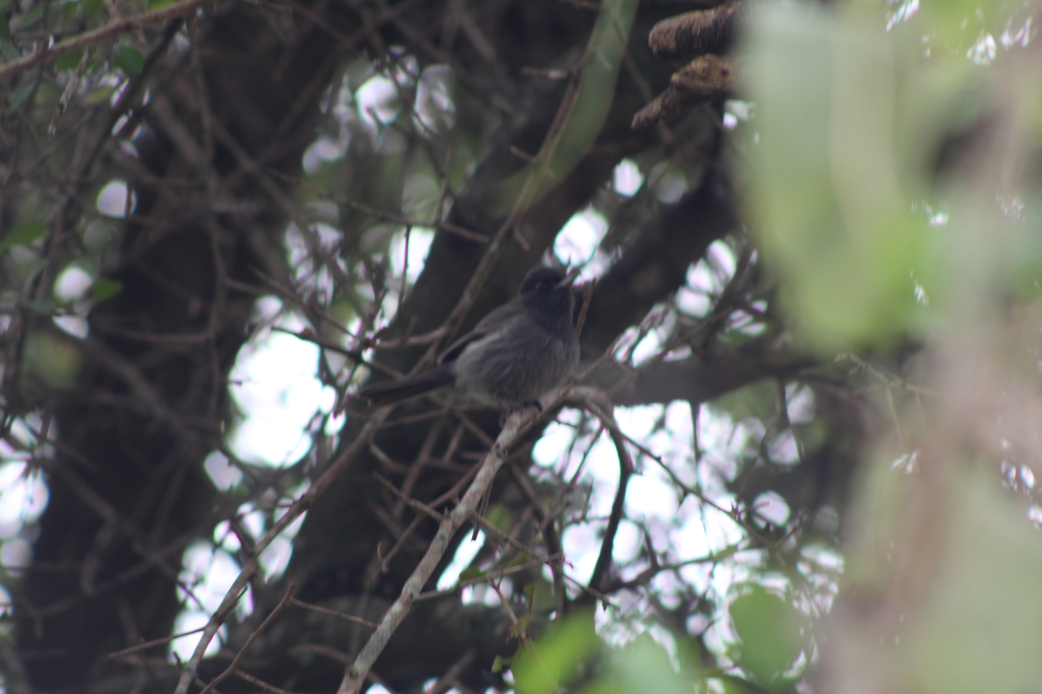 Cinereous Tyrant (Knipolegus striaticeps), photo 8