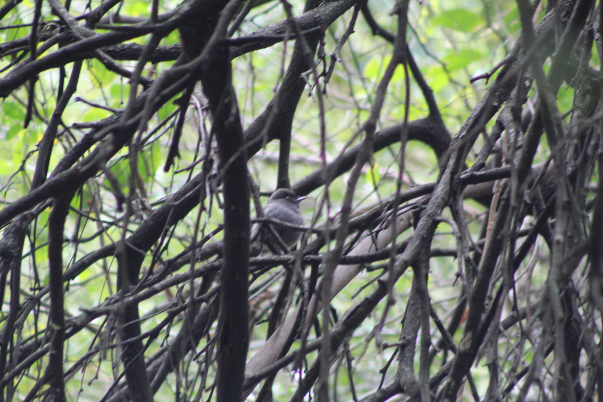 Cinereous Tyrant (Knipolegus striaticeps), photo 7