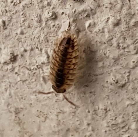 Brickwork Woodlouse, 2613 CR Delft, Nederland, photo 4 of 10
