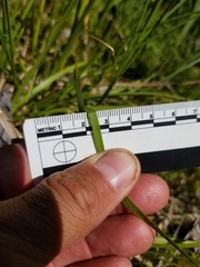 Carex wiegandii