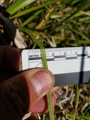 Carex wiegandii