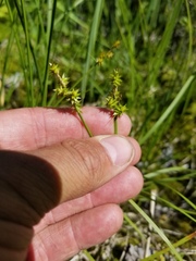 Carex wiegandii