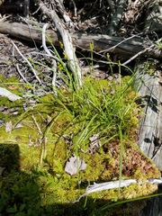 Carex wiegandii