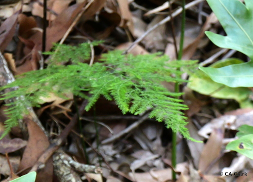 Asparagus setaceus observed 2024-08-27