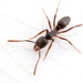 Asian Needle Ant - Photo (c) James Waters, some rights reserved (CC BY-NC-SA), uploaded by James Waters