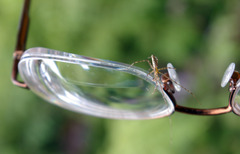 Tetragnatha quasimodo