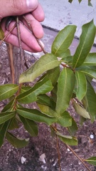 Magnoliopsida