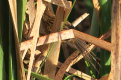 Poodytes punctatus vealeae