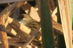 Poodytes punctatus vealeae