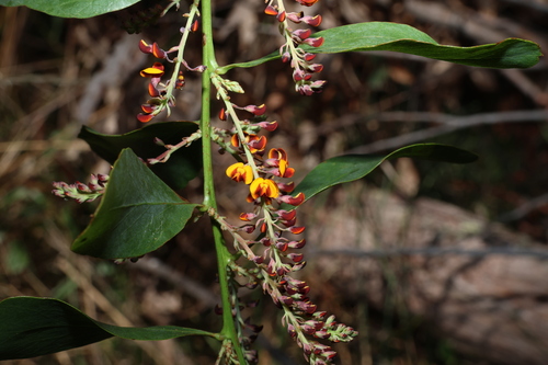 Image of Daviesia latifolia by (c) Greg Tasney, some rights reserved (CC BY-SA)