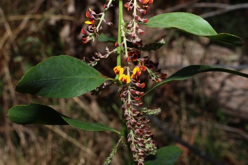 Image of Daviesia latifolia by (c) Greg Tasney, some rights reserved (CC BY-SA)
