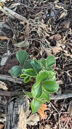 Fragaria chiloensis observed 2024-03-22
