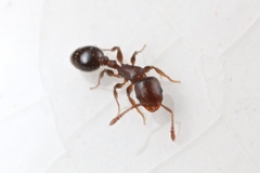 Temnothorax schaumii