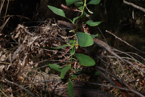 Image of Daviesia latifolia by (c) Greg Tasney, some rights reserved (CC BY-SA)