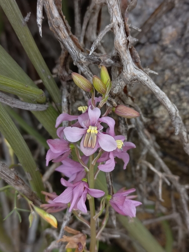 Image of Cyanella orchidiformis by (c) Brian du Preez, some rights reserved (CC BY-SA)