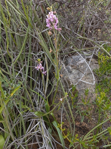 Image of Cyanella orchidiformis by (c) Brian du Preez, some rights reserved (CC BY-SA)