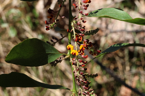Image of Daviesia latifolia by (c) Greg Tasney, some rights reserved (CC BY-SA)