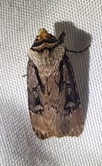 Agrotis obliqua