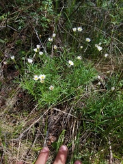 Erigeron hyssopifolius