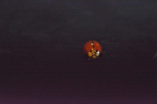 Asian Lady Beetle photographed in North Dakota