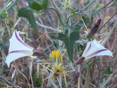 Calystegia subacaulis