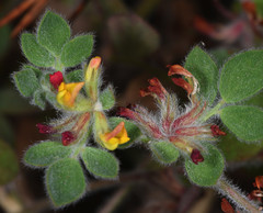 Acmispon heermannii orbicularis