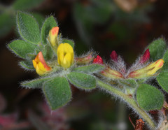 Acmispon heermannii orbicularis
