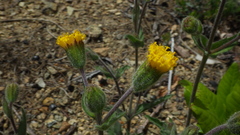 Arnica spathulata