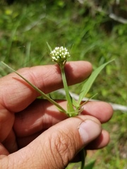 Valeriana uliginosa