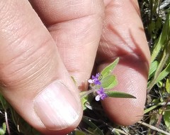 Trichostema oblongum