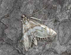 Neocataclysta magnificalis