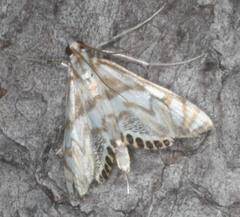 Neocataclysta magnificalis
