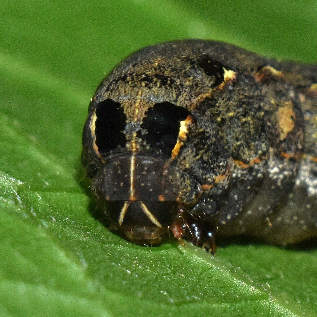 Sweetpotato Armyworm