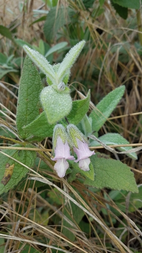 Fragrant Pitcher Sage
