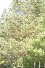 Pinus