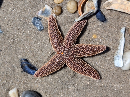 Forbes's Sea Star photographed in New York