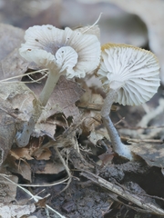 Hydropus praedecurrens