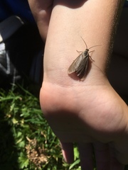 Phryganidia californica