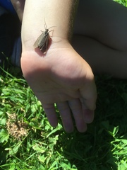 Phryganidia californica