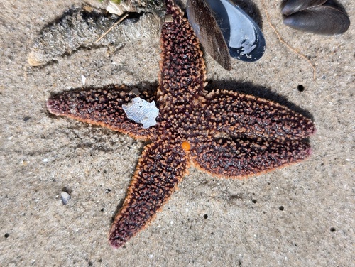Forbes's Sea Star photographed in New York