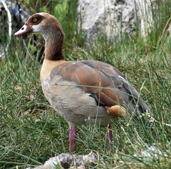 Alopochen aegyptiaca